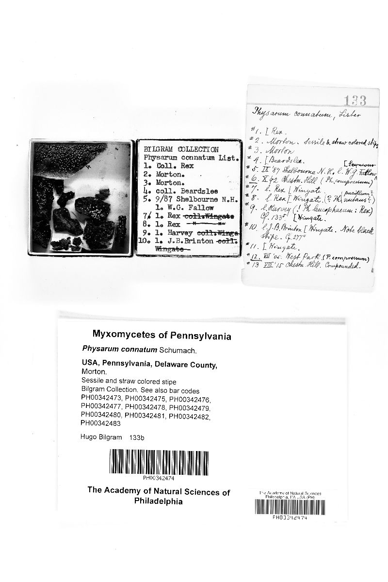 Physarum connatum image