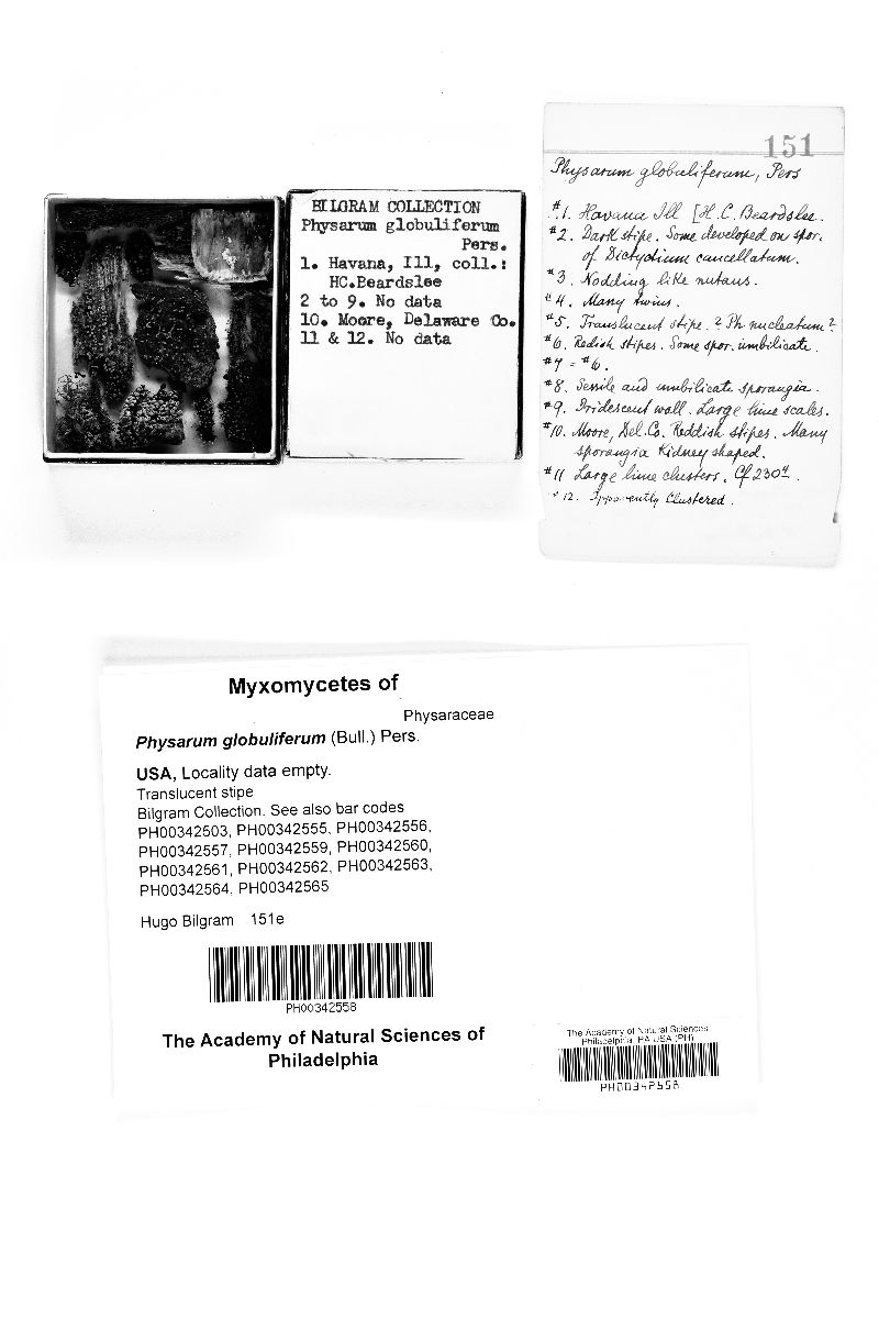 Physarum globuliferum image