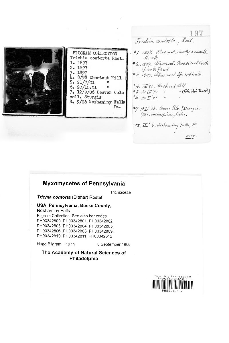 Trichia contorta image
