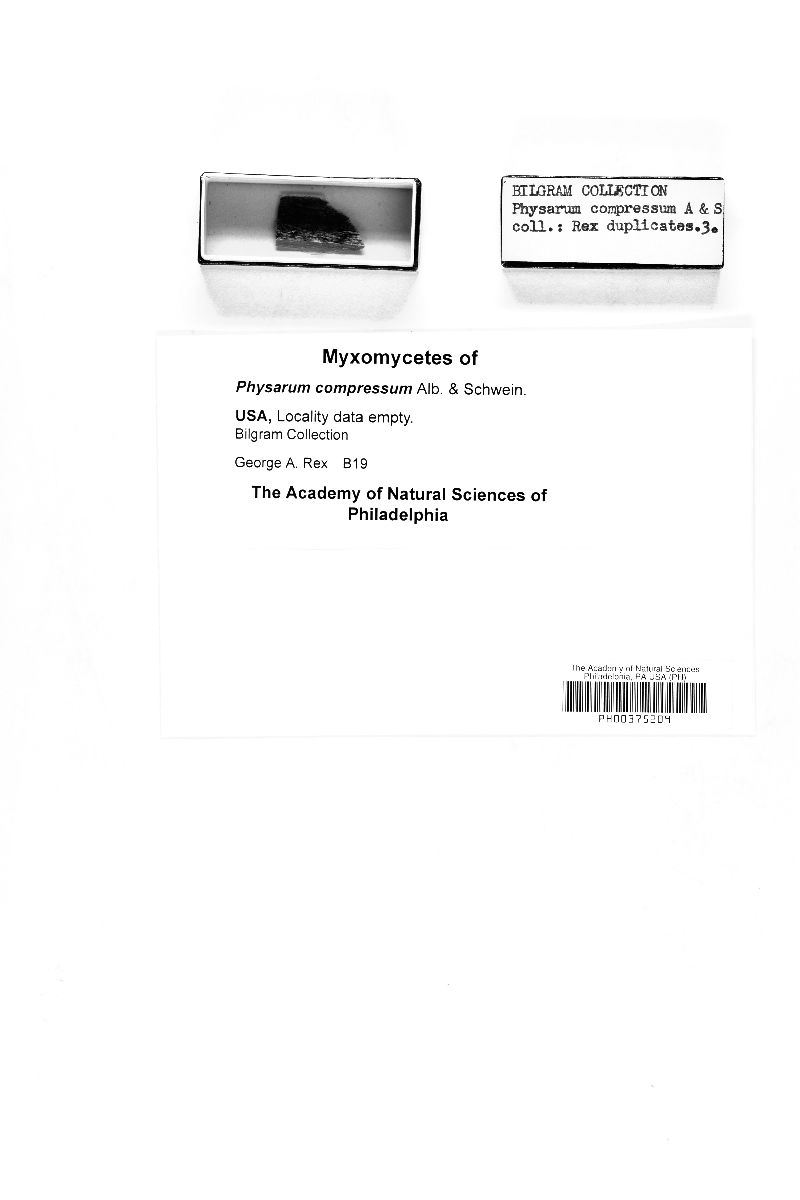 Physarum compressum image