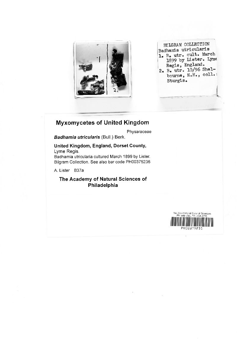 Physarum utriculare image