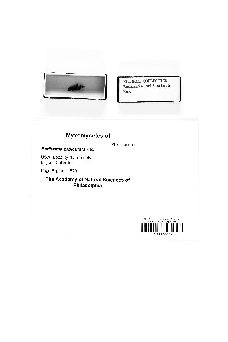 Badhamia orbiculata image