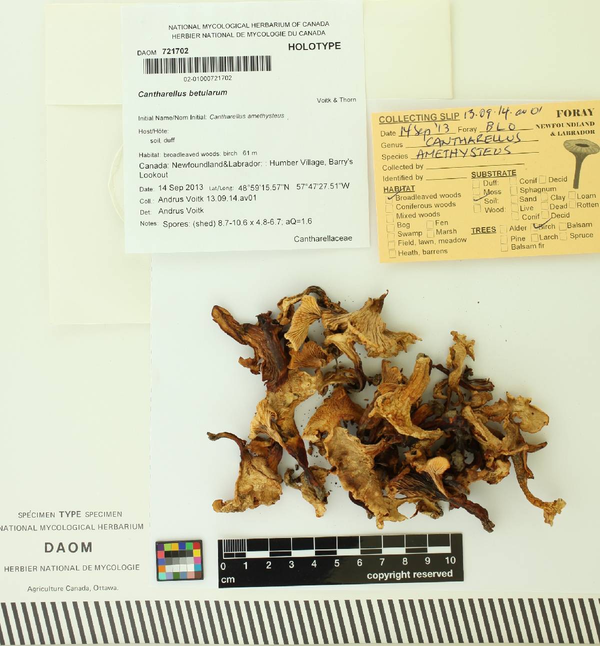 Cantharellus betularum image