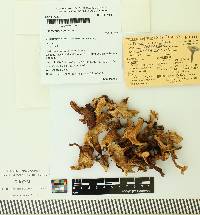 Cantharellus betularum image