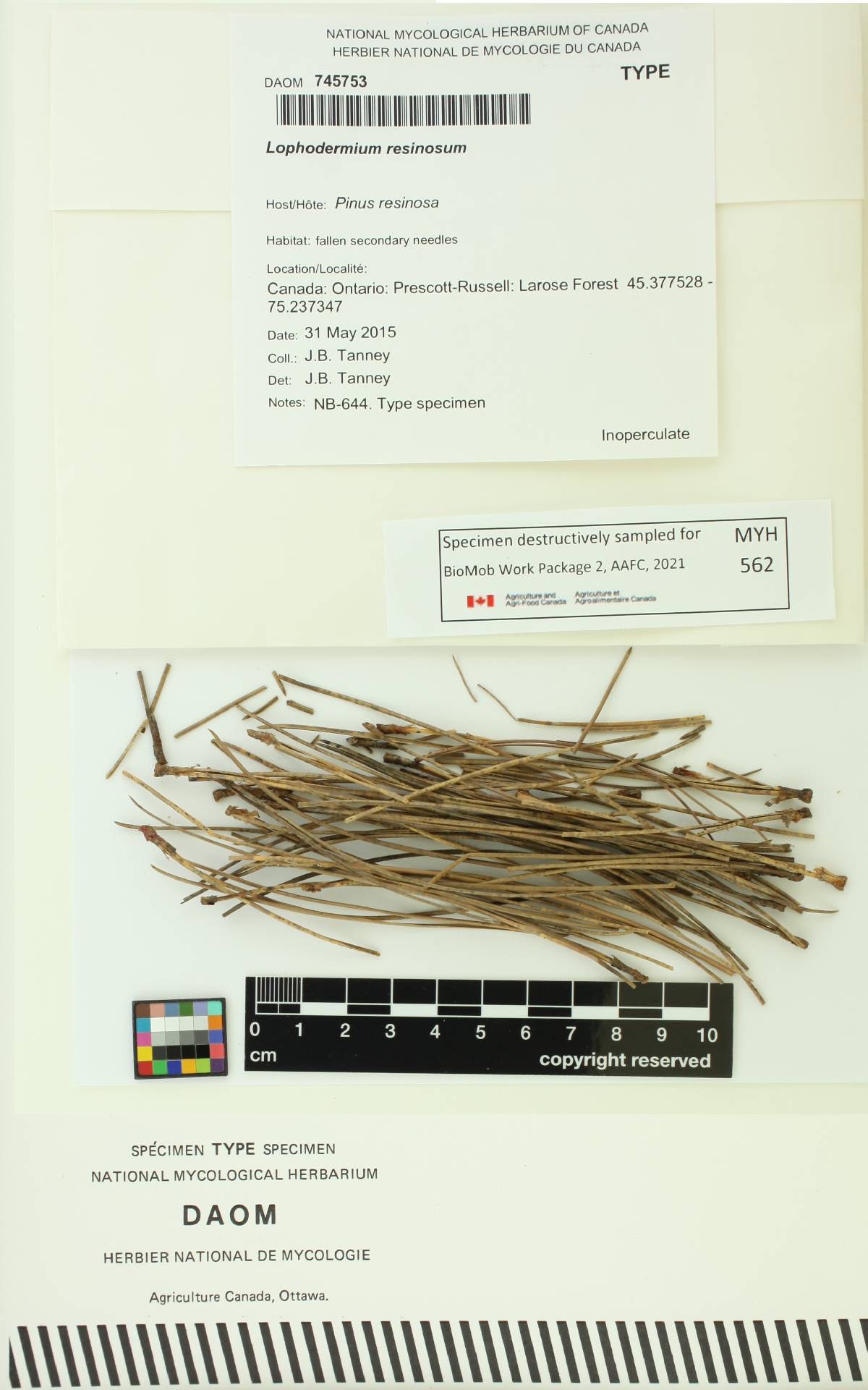 Lophodermium resinosum image
