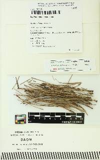 Image of Lophodermium resinosum