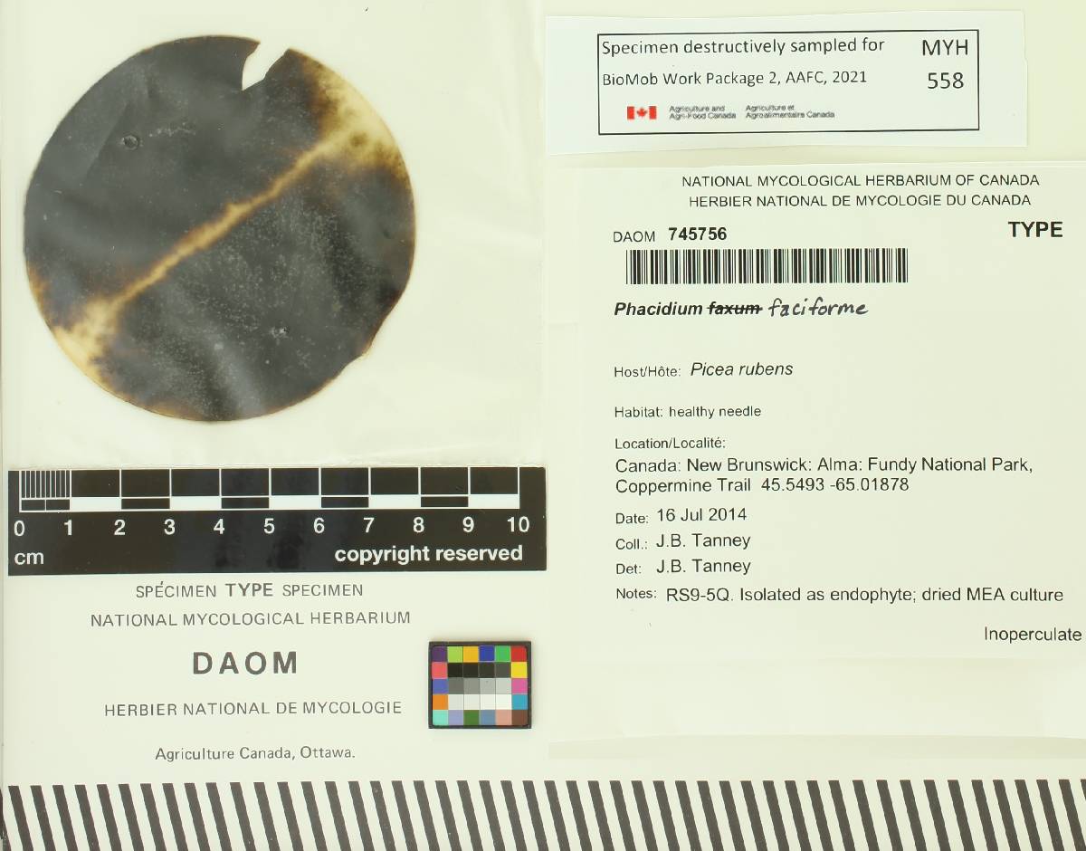 Phacidium faciforme image