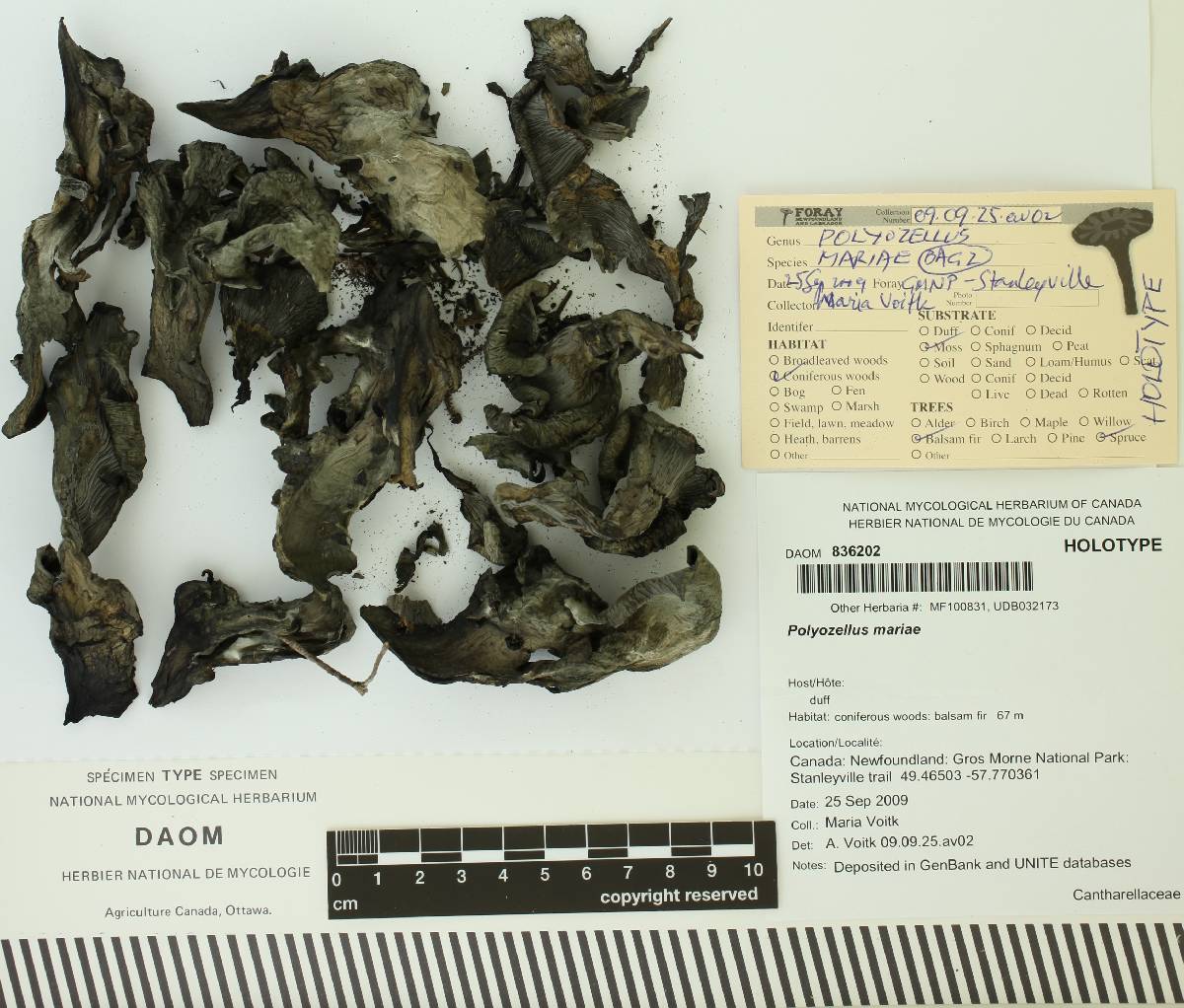 Polyozellus mariae image