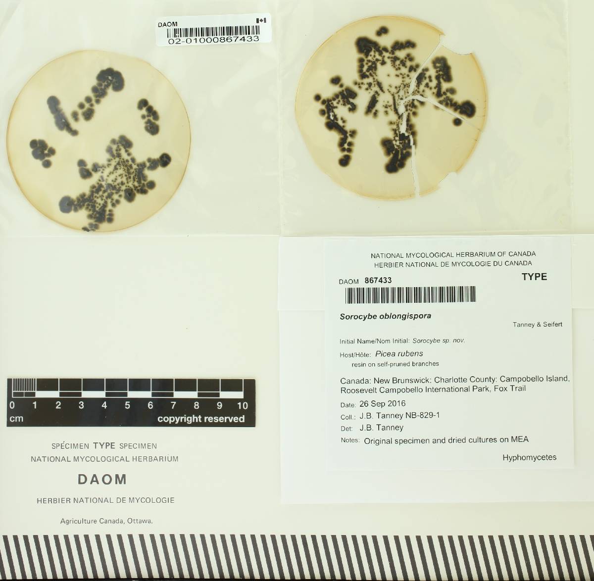 Sorocybe oblongispora image