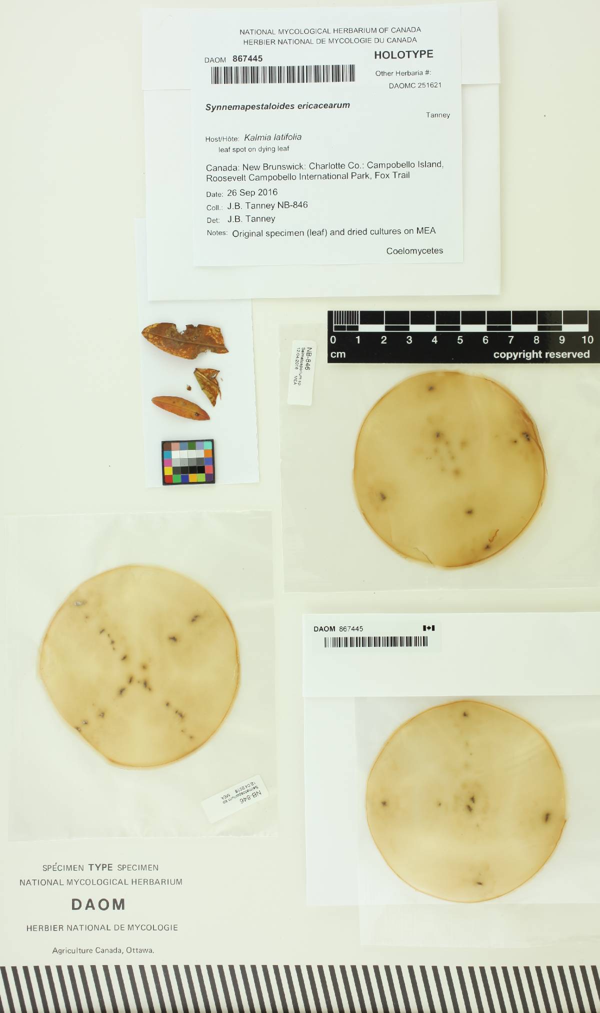 Synnemapestaloides ericacearum image