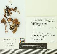 Pseudoomphalina anticostica image