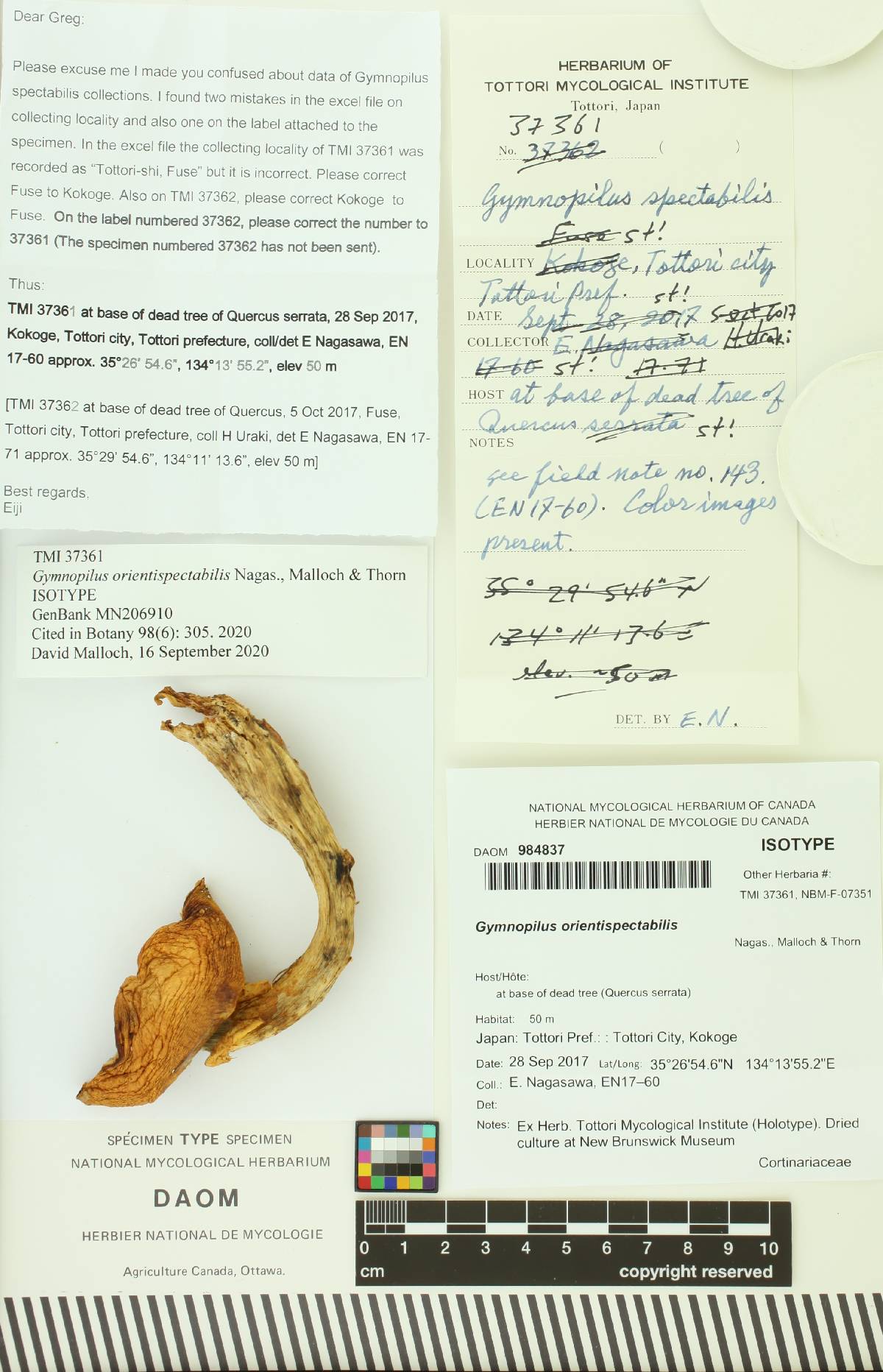 Gymnopilus orientispectabilis image