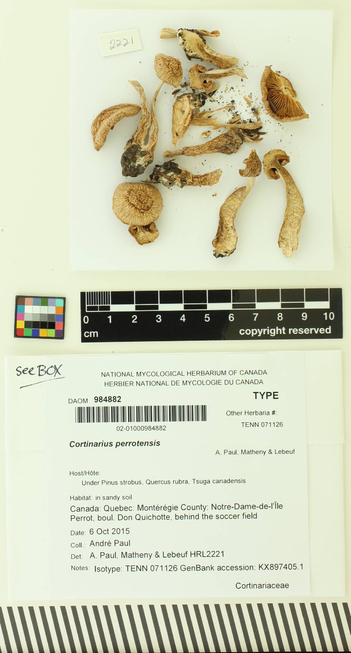 Cortinarius perrotensis image