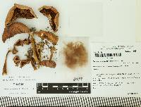 Cortinarius olivaceolamellatus image
