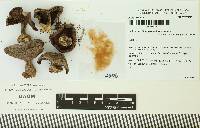 Cortinarius lilaceolamellatus image