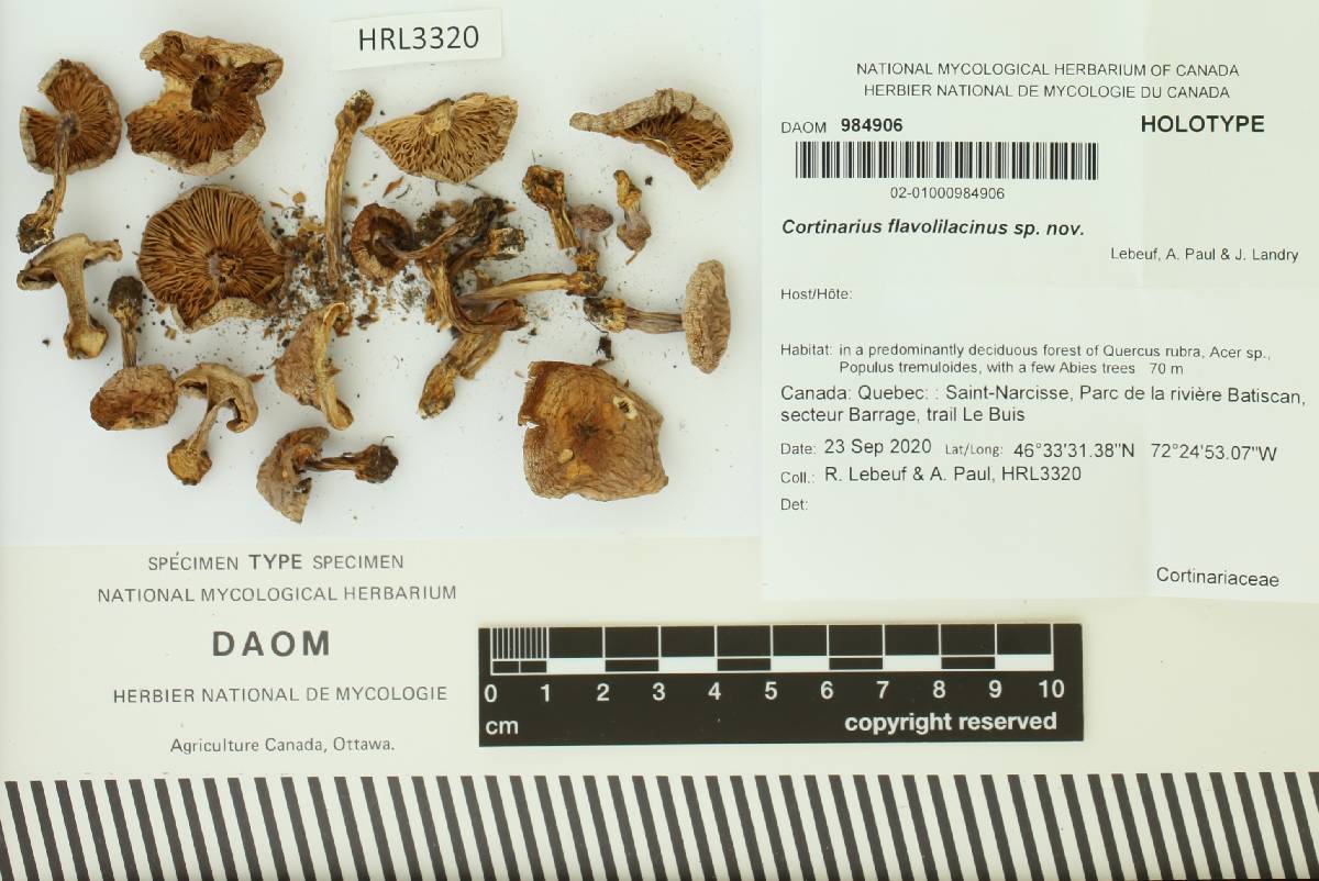 Cortinarius flavolilacinus image
