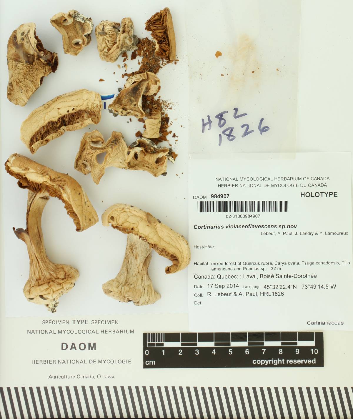 Cortinarius violaceoflavescens image