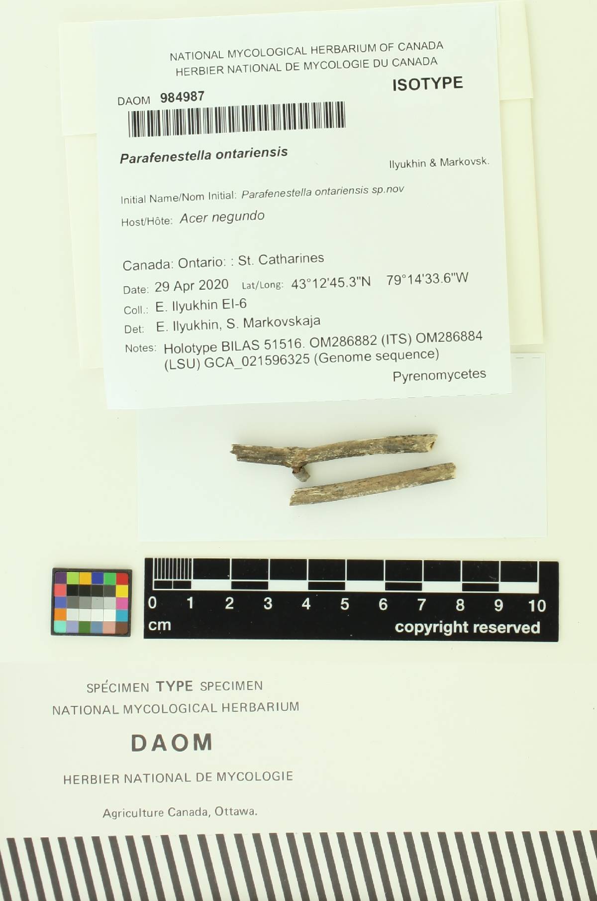 Parafenestella ontariensis image