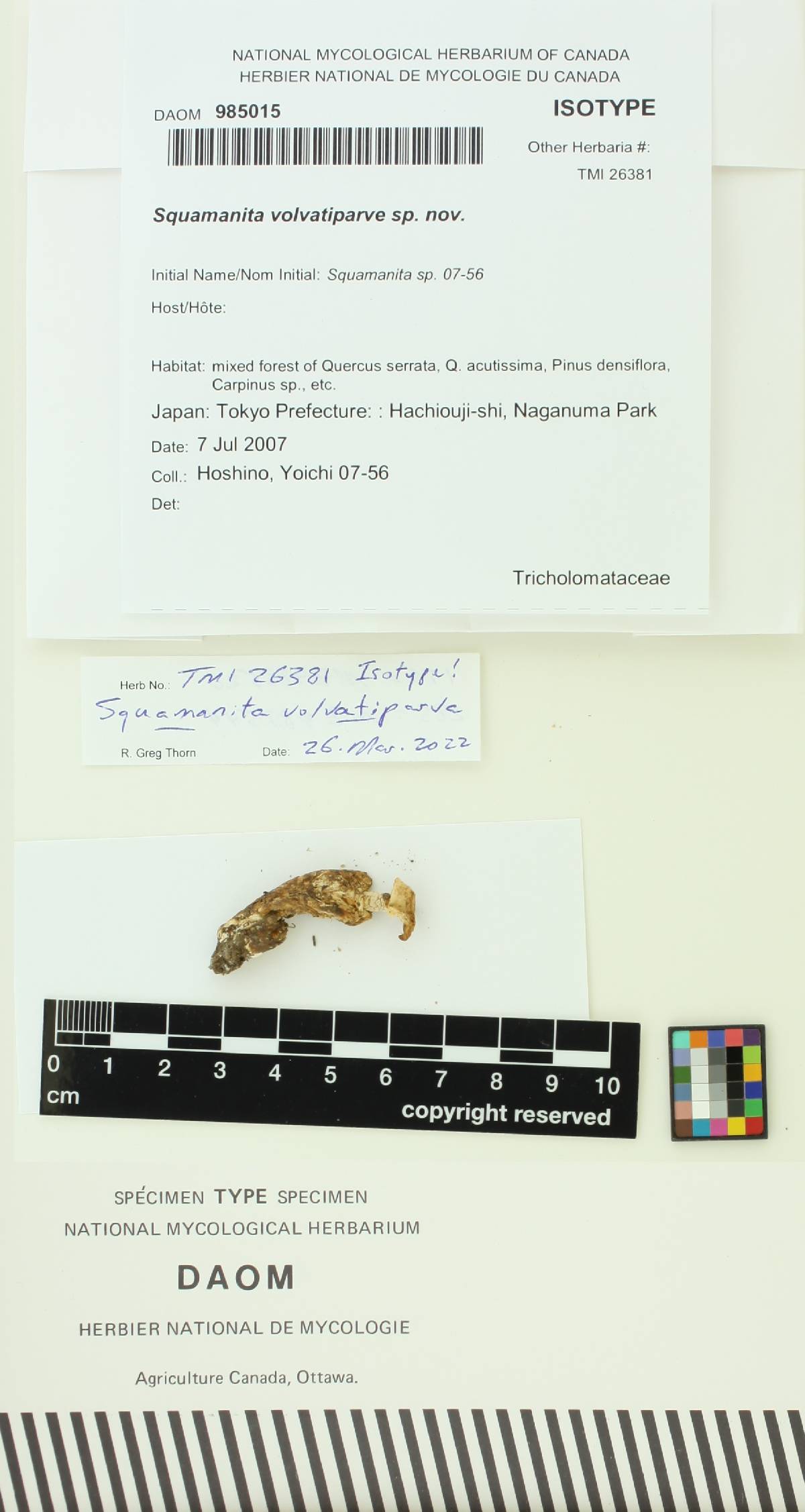 Squamanita volvatiparva image