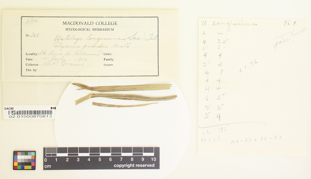 Ustilago glyceriae image