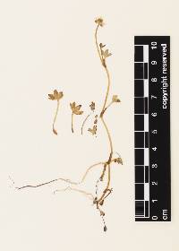 Doassansia nearctica image