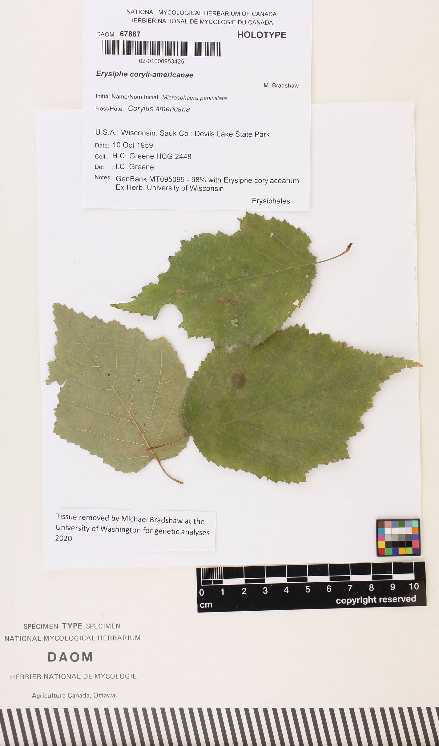 Erysiphe coryli-americanae image
