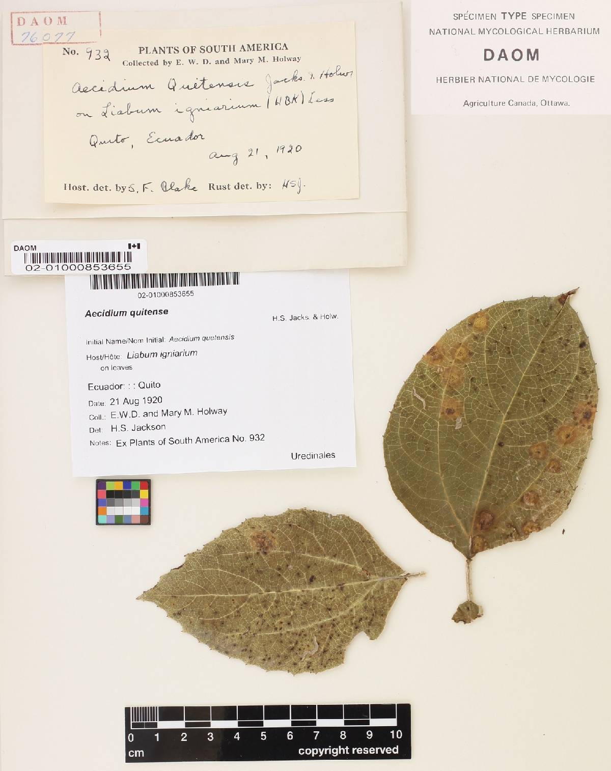 Aecidium quitense image