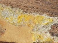 Ceraceomyces sulphurinus image
