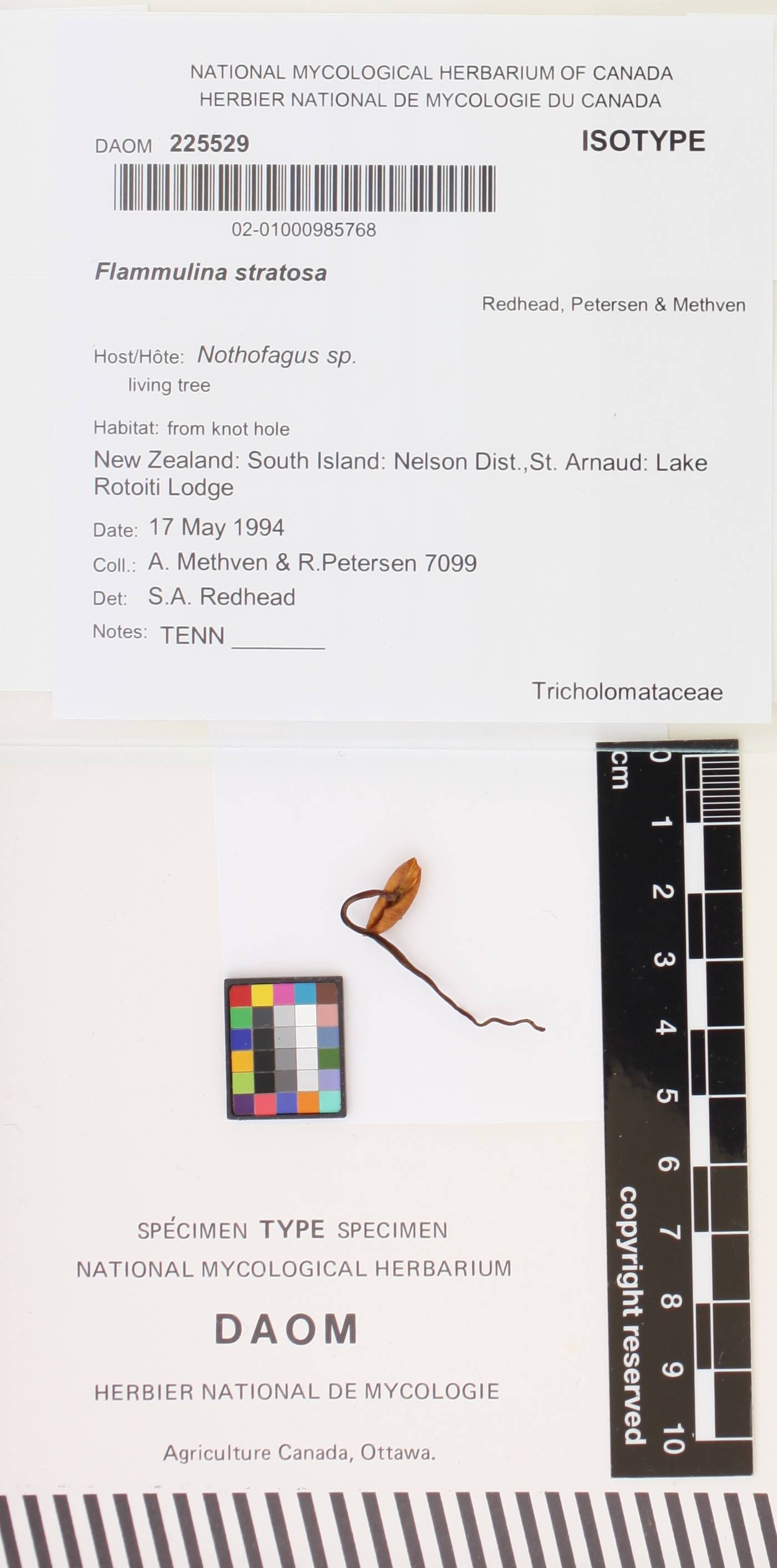 Flammulina stratosa image