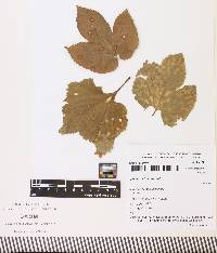 Colletotrichum humuli image