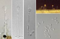 Achroiostachys aurantispora image