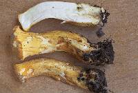 Cantharellus camphoratus image