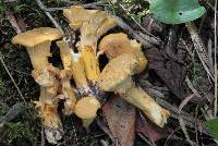 Cantharellus camphoratus image