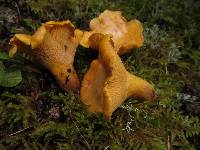Cantharellus camphoratus image