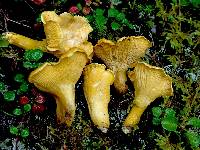Cantharellus camphoratus image