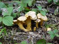 Cantharellus camphoratus image