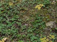Cantharellus camphoratus image