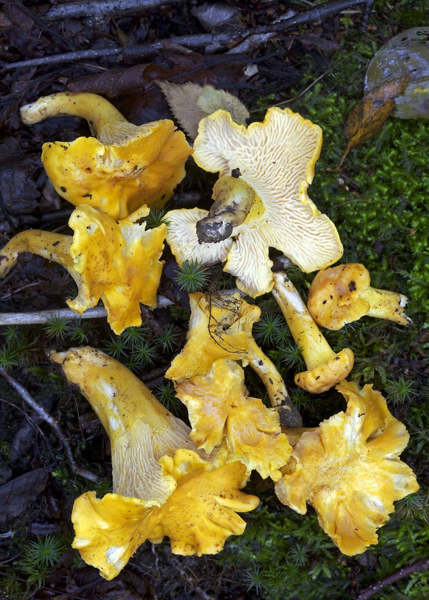 Cantharellus betularum image