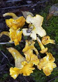Cantharellus betularum image