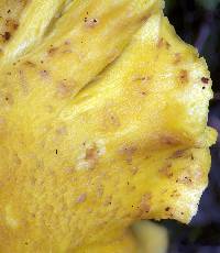 Cantharellus betularum image