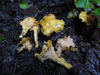 Cantharellus camphoratus image