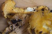 Cantharellus camphoratus image