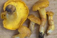 Cantharellus camphoratus image