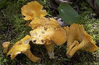 Cantharellus camphoratus image