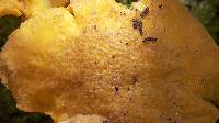 Cantharellus camphoratus image