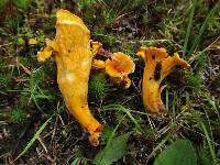 Cantharellus camphoratus image
