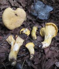 Cantharellus camphoratus image