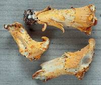 Cantharellus camphoratus image