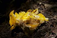 Cantharellus camphoratus image