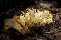 Cantharellus camphoratus image